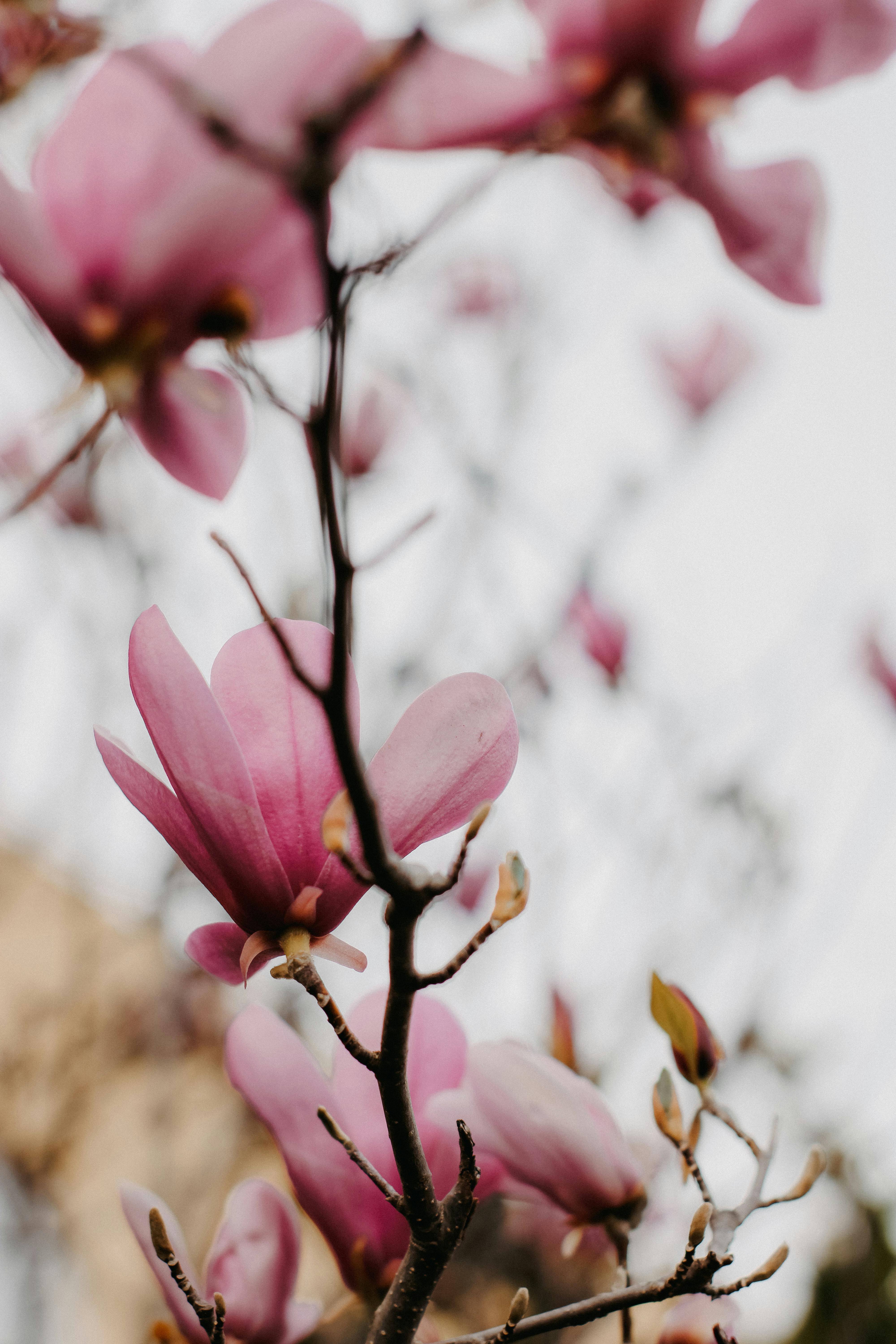 Close-up of pink magnolia flowers blooming on a branch during spring, showcasing nature's elegance.