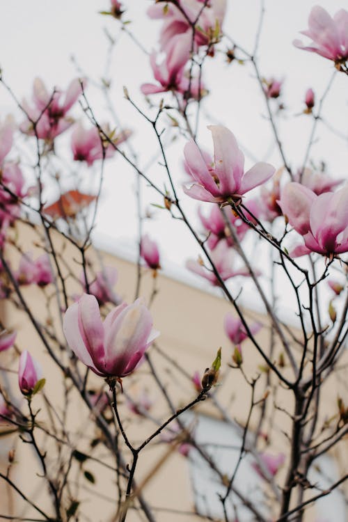 Ilmainen kuvapankkikuva tunnisteilla jousi, magnolia, oksat