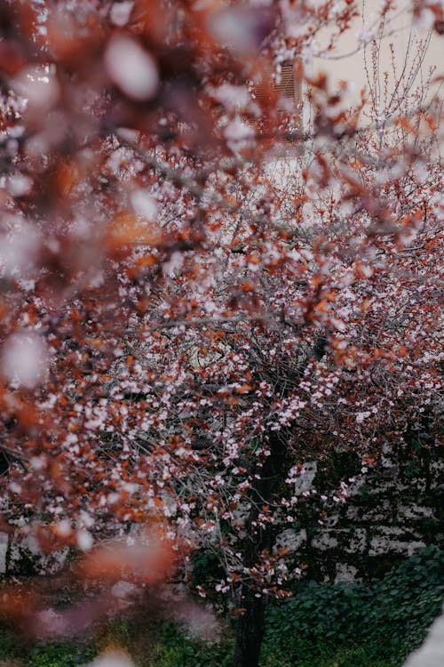 가을, 가지, 겨울의 무료 스톡 사진
