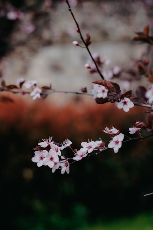 A close up of a cherry tree with pink flowers