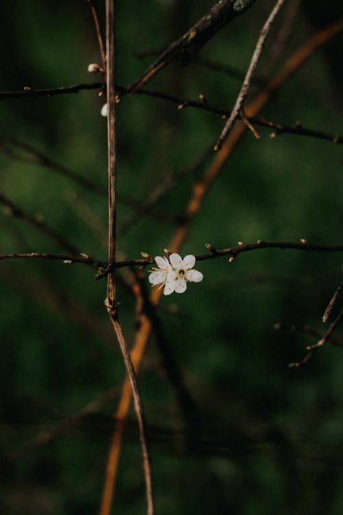 A small white flower on a branch