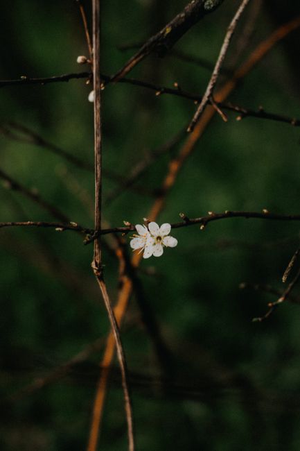 Close-up of a solitary white flower blooming on a branch amid a blurred green background.