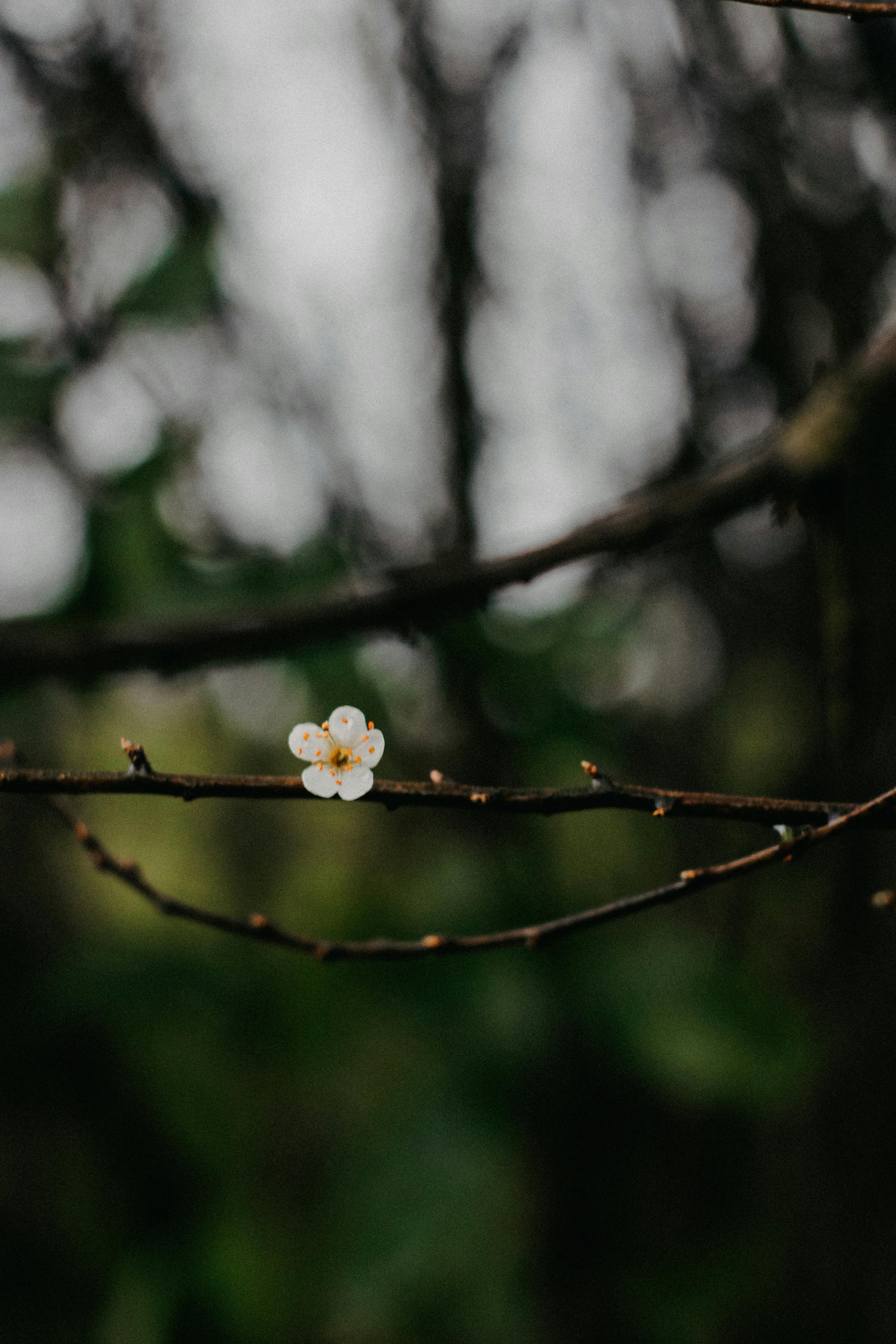 Close-up of a single white blossom on a branch against a blurred natural background.