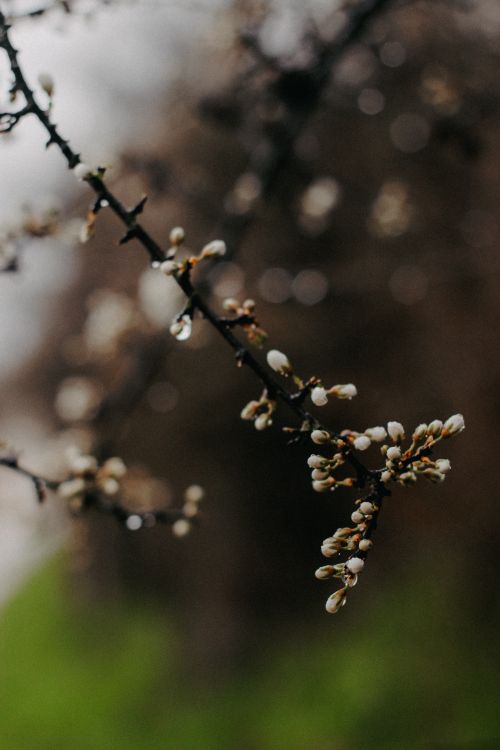 Free A branch with blooming buds and raindrops, captured with a selective focus technique. Stock Photo