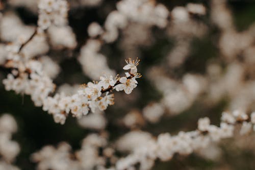 Fotobanka s bezplatnými fotkami na tému biela, jar, kvety ovocných stromov