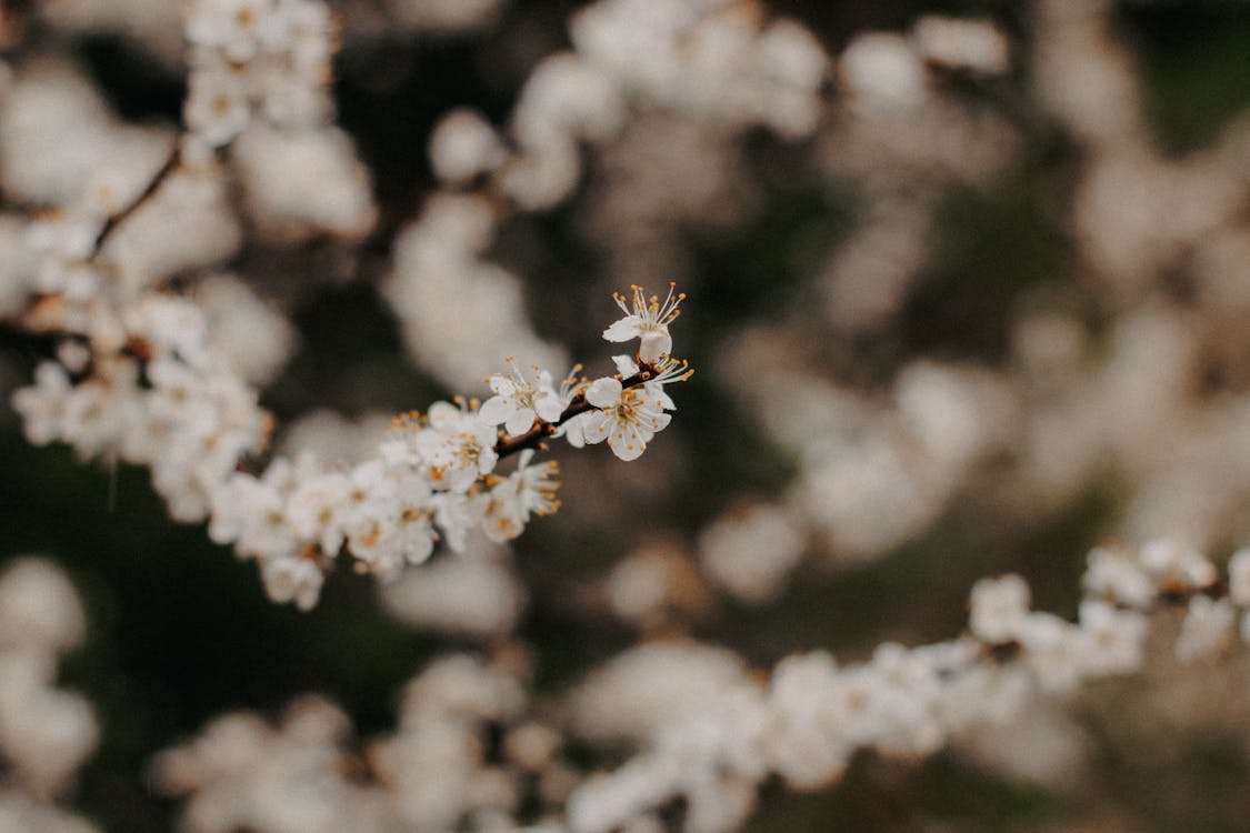 Základová fotografie zdarma na téma bílá, jaro, květy