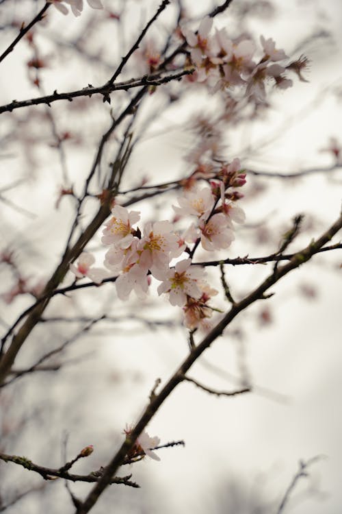 Free A close up of a cherry blossom tree Stock Photo