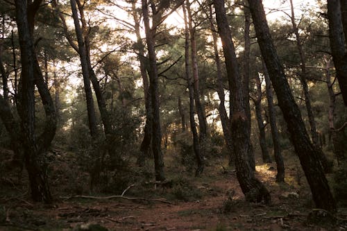 Photos gratuites de arbres, chemin, forêt