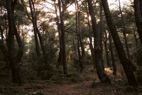 Free Serene forest pathway bathed in warm light, evoking a sense of peace and solitude. Stock Photo