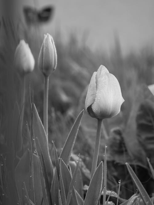 Black and white photograph of tulips in the grass