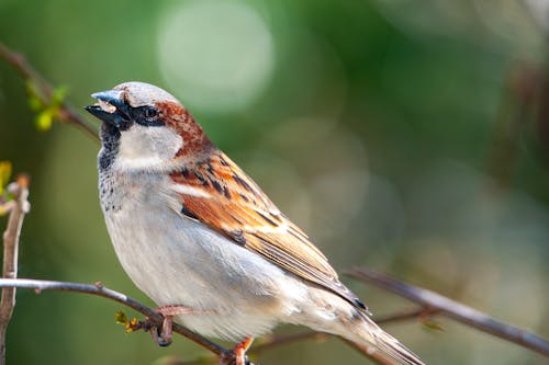 Eating Sparrow