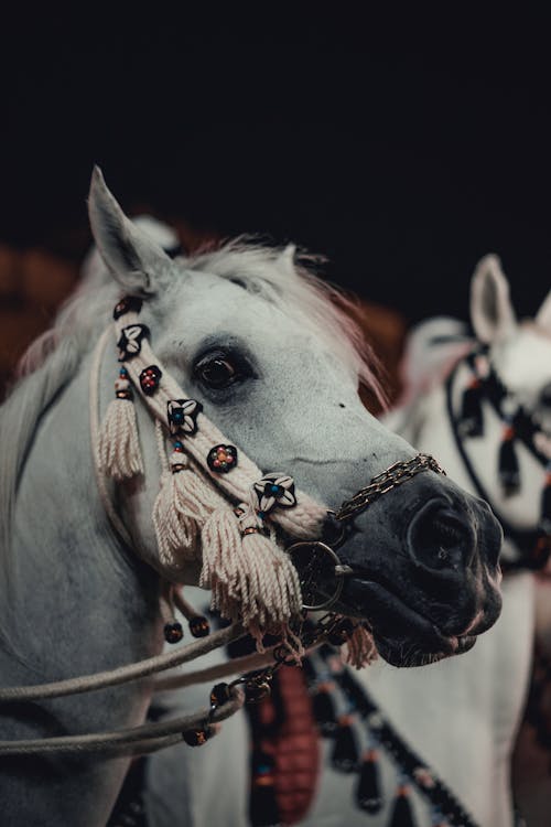 Kostnadsfri bild av djurfotografi, häst, huvud