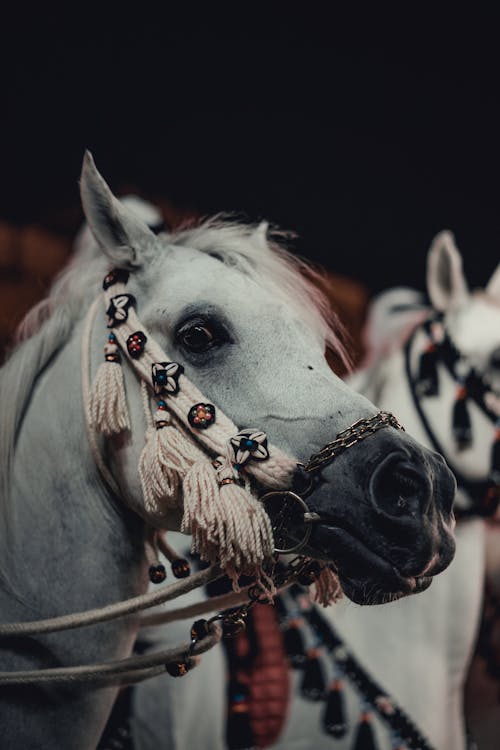 Photos gratuites de animal, assis, bride