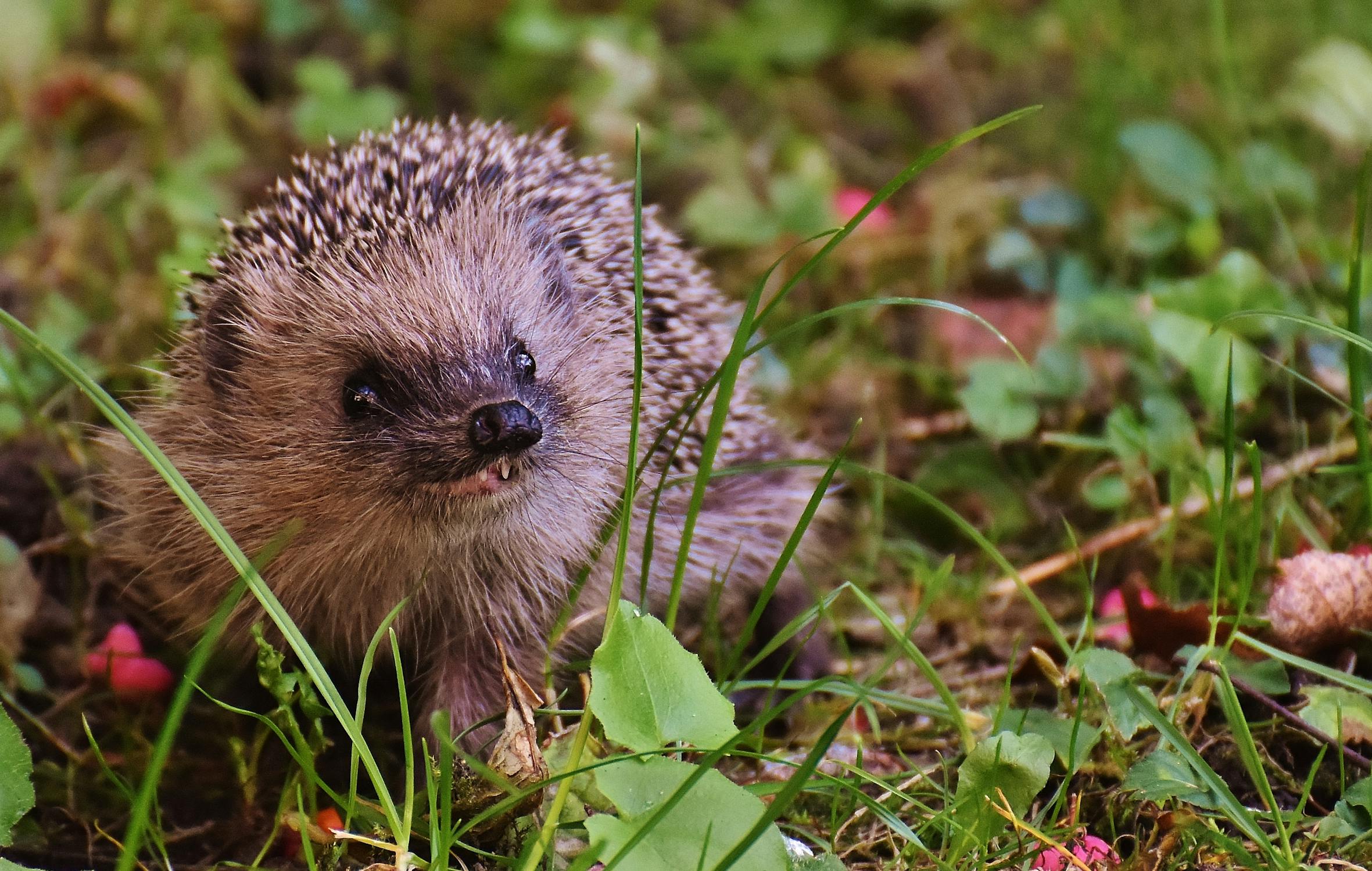 Brown Porcupine on Green Grass Close-up Photography · Free Stock Photo