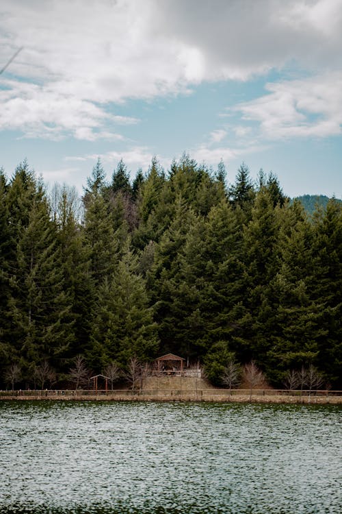 Foto d'estoc gratuïta de banc, bosc, de fusta