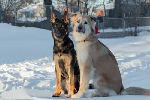 Two dogs are sitting on the snow in winter. The dog is looking at the camera.