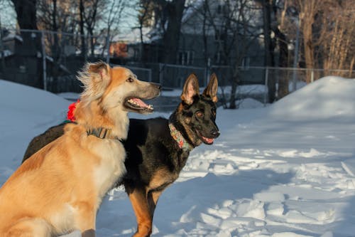 Two dogs on a walk in the park in winter. Friendship between dogs.