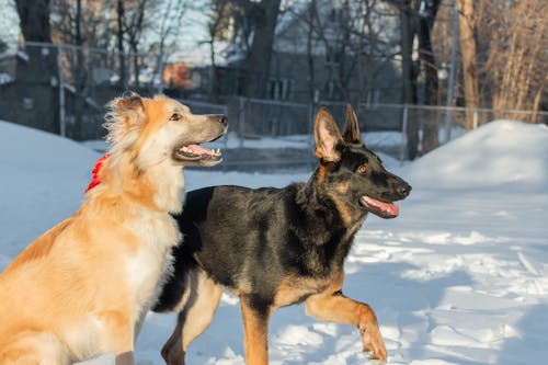 Two dogs are playing in the snow in the park. The dog is a German Shepherd.