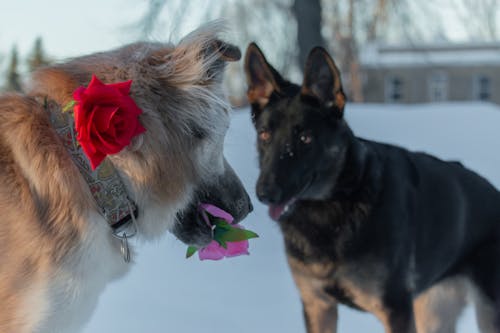  German shepherd dog with a red rose in her mouth and a black German shepherd