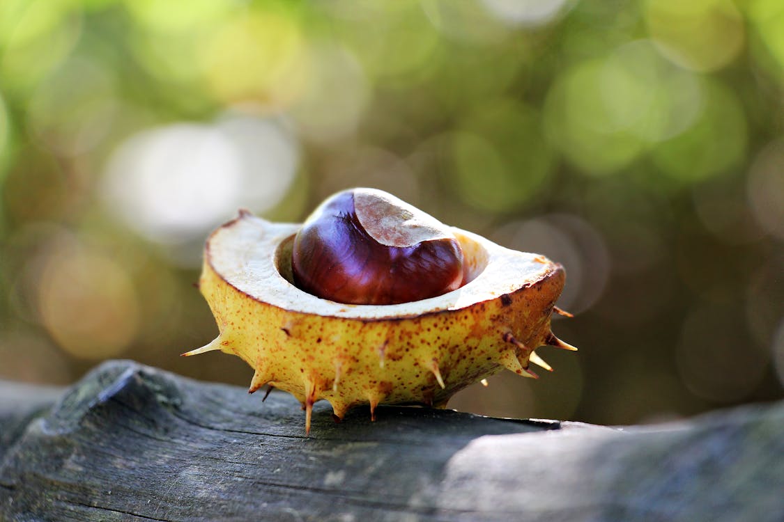 Sliced Yellow Spikey Fruit on Wood Log