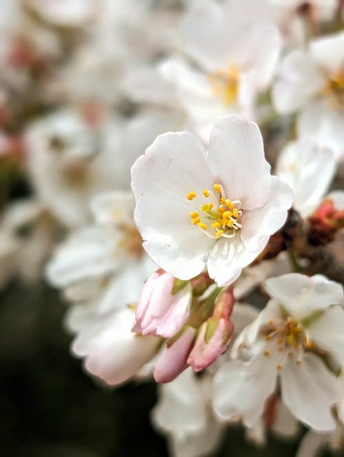 Foto stok gratis berbunga, bunga-bunga, kebun