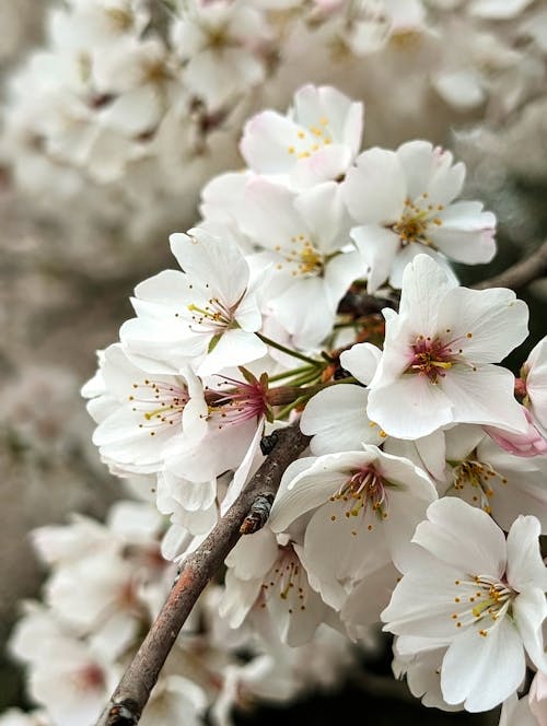 Cherry Blossom Branch