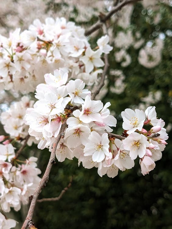 Immagine gratuita di crescita, fiori, molla