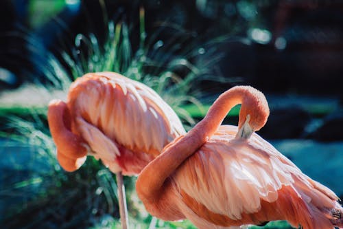 Two Pink Birds