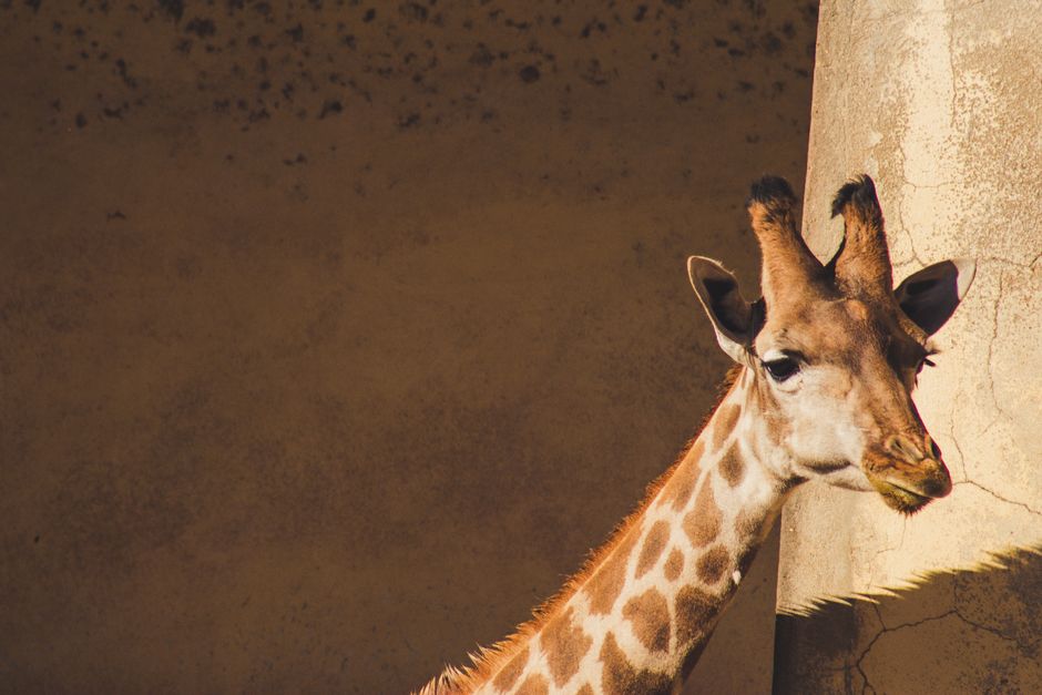 A vivid giraffe portrait captured in sunlight, showcasing its unique patterns and features.
