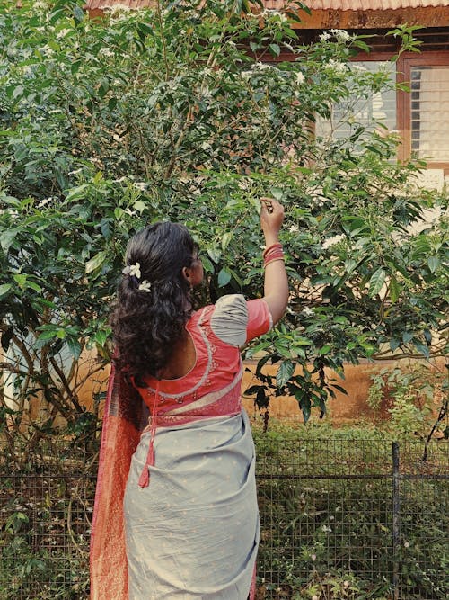 A woman in a sari picking fruit from a tree