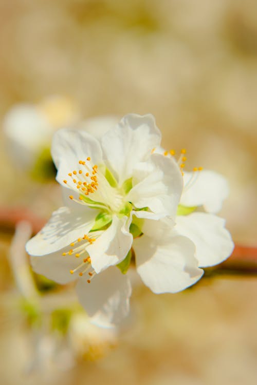 개화, 밝은, 벚꽃의 무료 스톡 사진