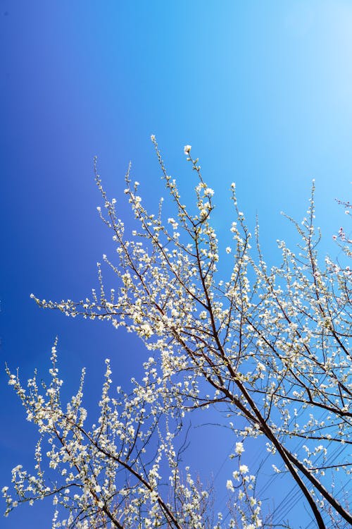 A blue sky with white flowers and blue leaves