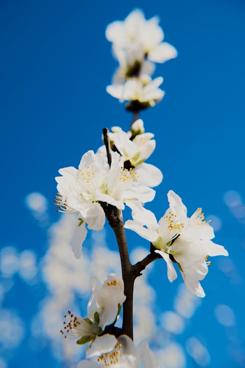 セレクティブフォーカス, フローラ, 咲くの無料の写真素材
