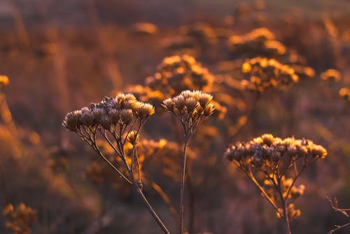 Shallow Focus Photo of White Petal Flower during Orange Sunset