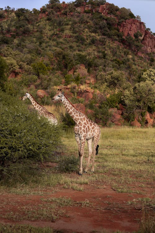 Two giraffes standing in a field with a tree in the background