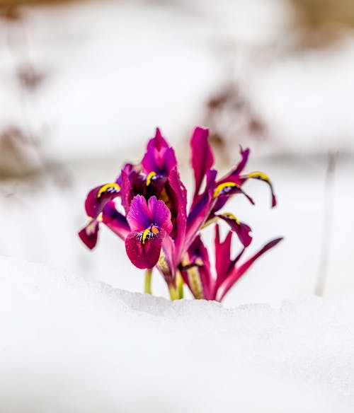 Purple iris in snow