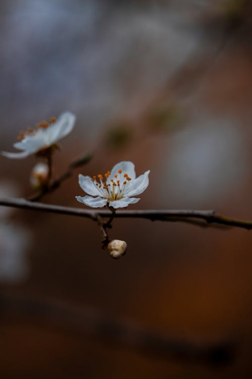 A close up of a small white flower on a branch