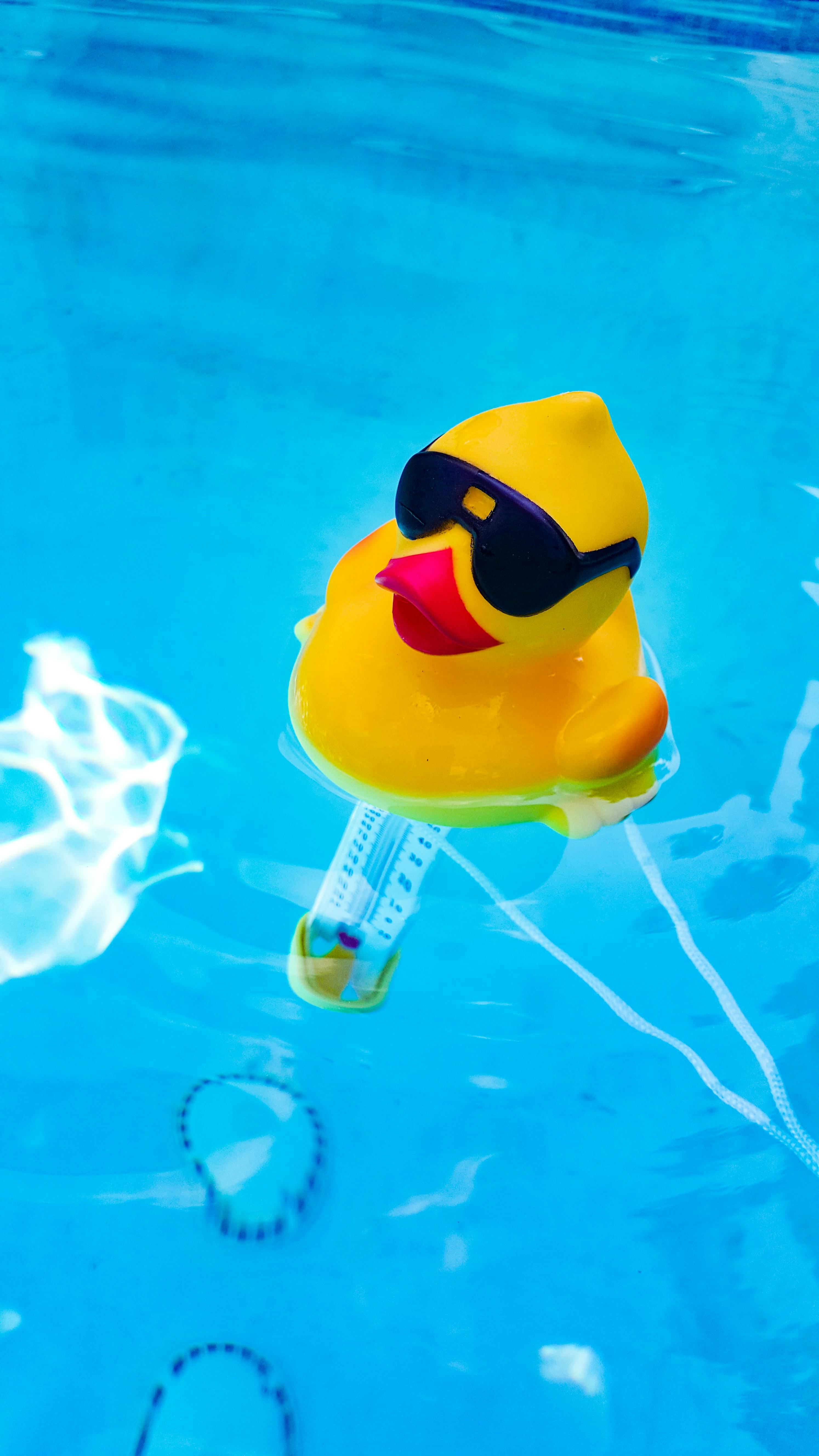 Free stock photo of blue, rubber duck, summer
