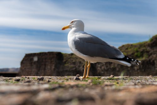 A seagull is standing on a rock