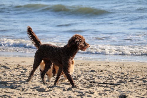 A brown dog walking on the beach with the ocean in the background