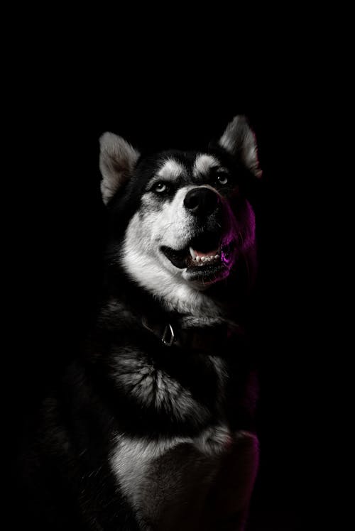 A husky dog is sitting in the dark with a pink light