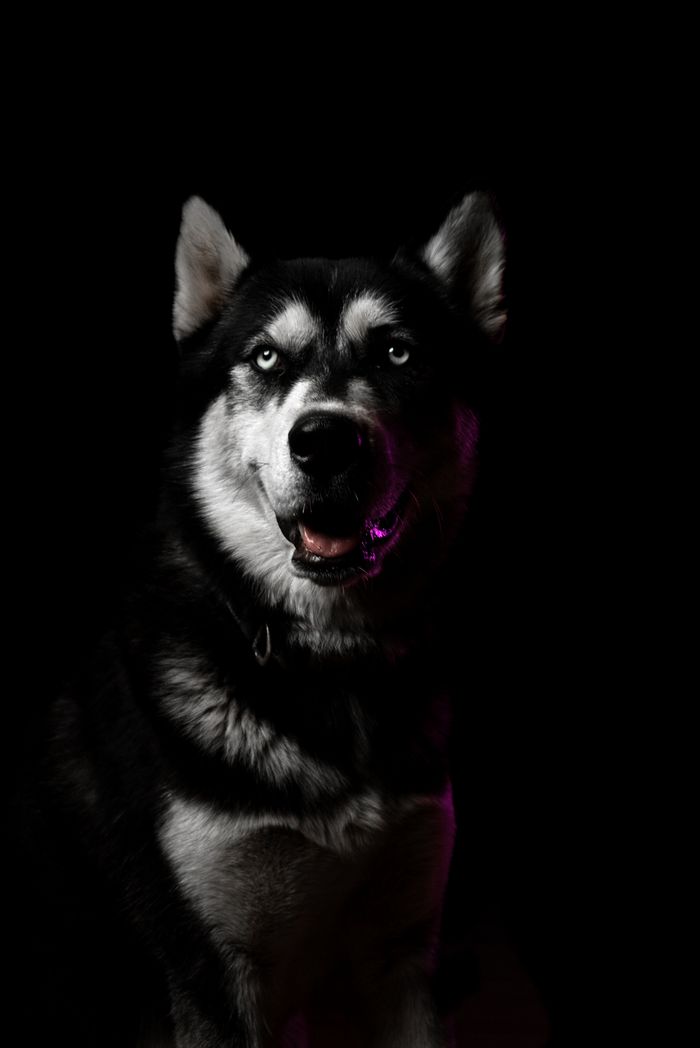 Dog Food and Treats