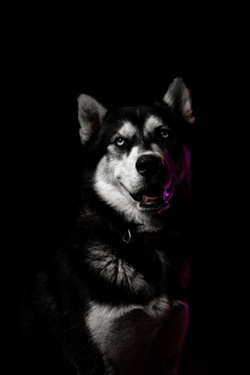 Fotobanka s bezplatnými fotkami na tému domáce zviera, husky, na zvislo