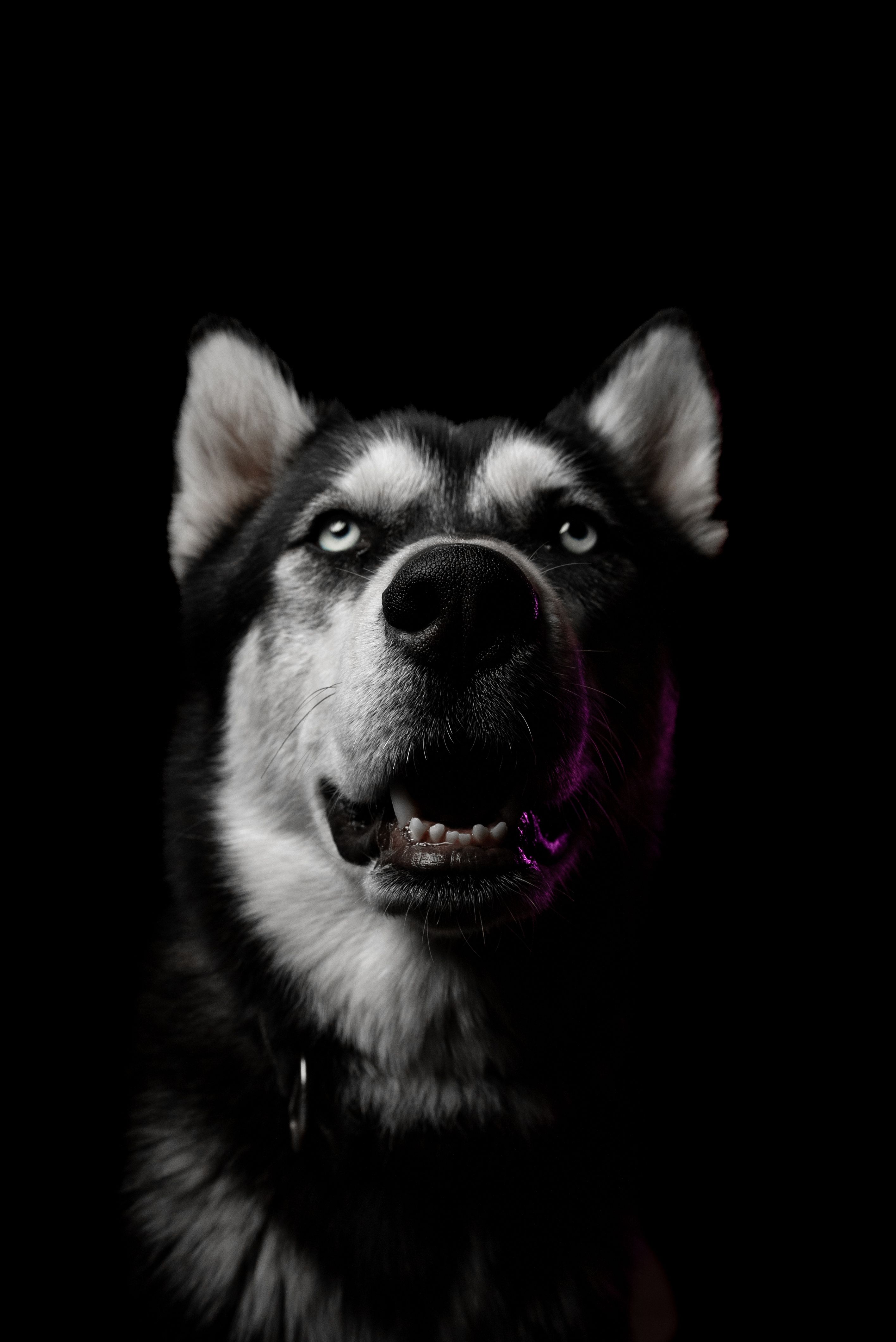 A Grayscale Photo of Siberian Husky · Free Stock Photo