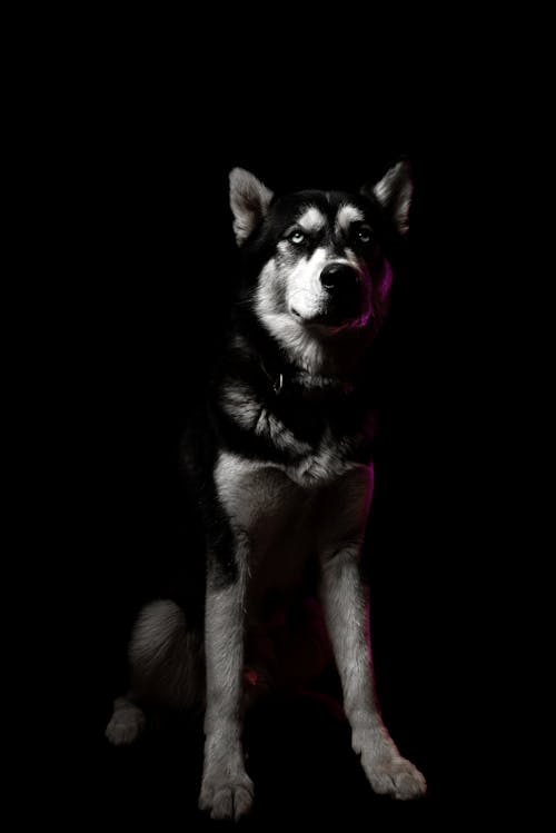 A husky dog sitting in the dark with a red light