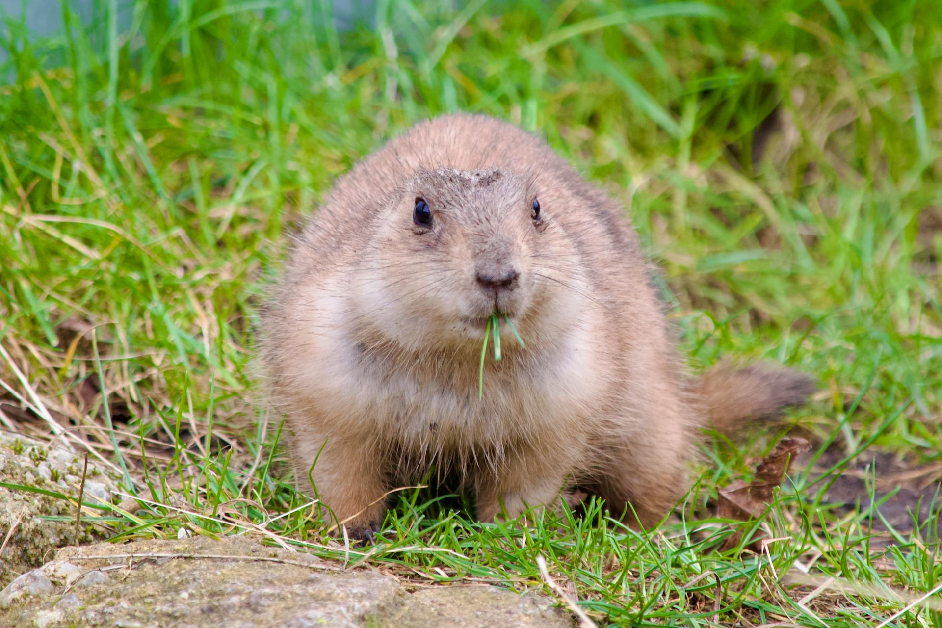 Close-up of a Prairie Dog Eating Grass