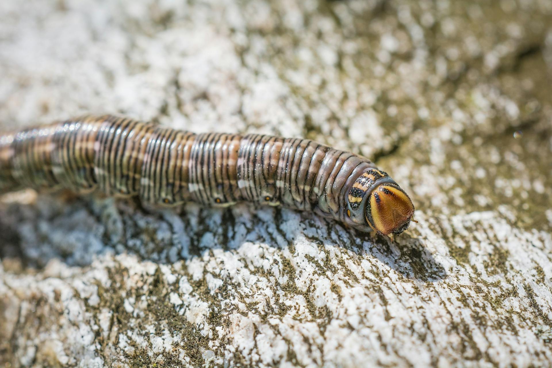 Brown and Gray Crawling Insect on Brown and Gray Wooden Surface