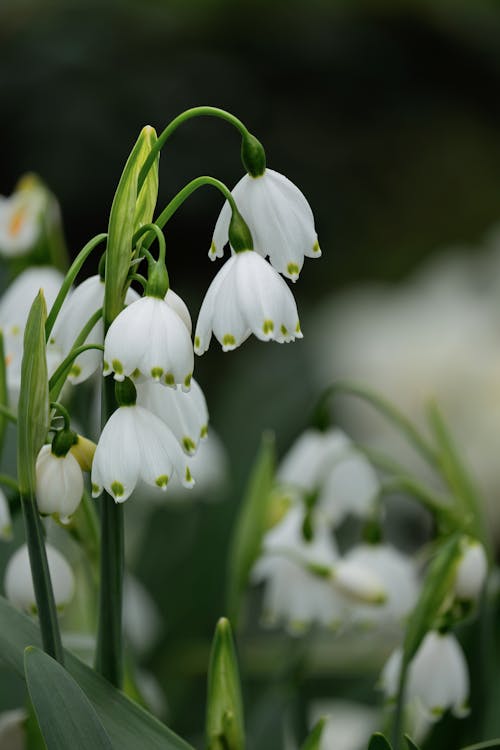 Frühlingsblume