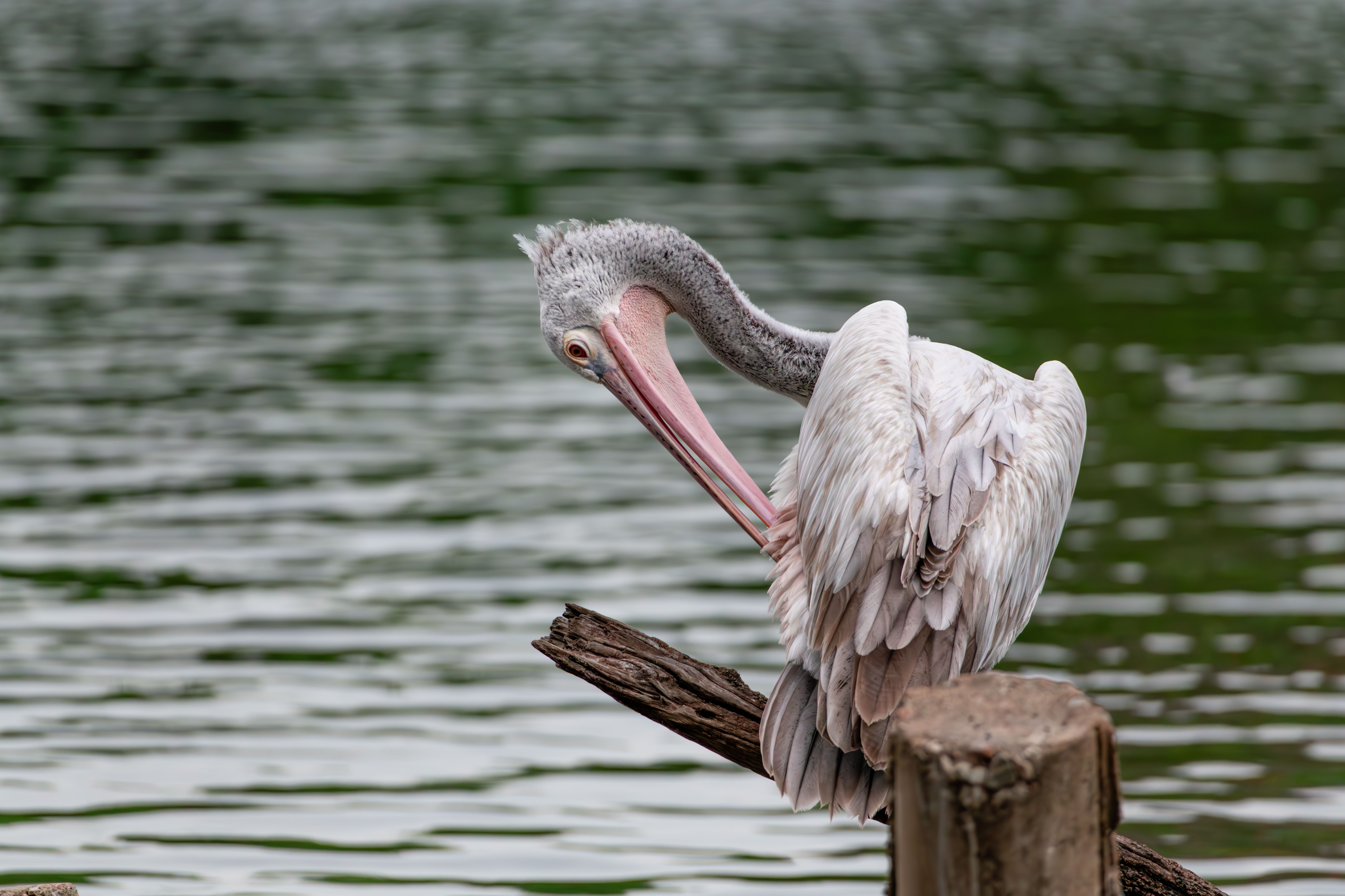 white Pelican · Free Stock Photo