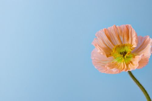 Free A delicate peach Iceland poppy standing against a soft blue sky, captured in Rotterdam. Stock Photo